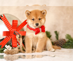 Puppy 3 Shiba Inu