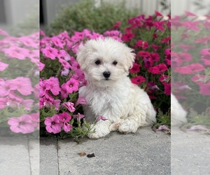 Maltipoo Puppy for sale in CANOGA, NY, USA