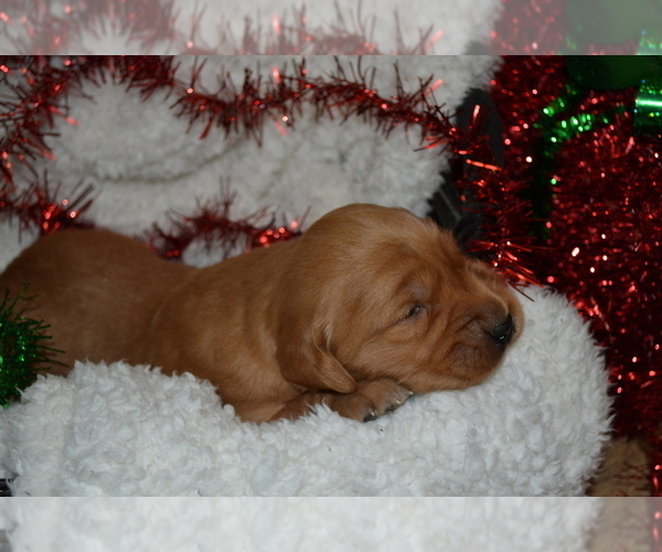 Medium Photo #6 Golden Retriever Puppy For Sale in GREENWOOD, WI, USA
