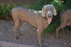 Small Photo #1 Weimaraner Puppy For Sale in SUN CITY, AZ, USA