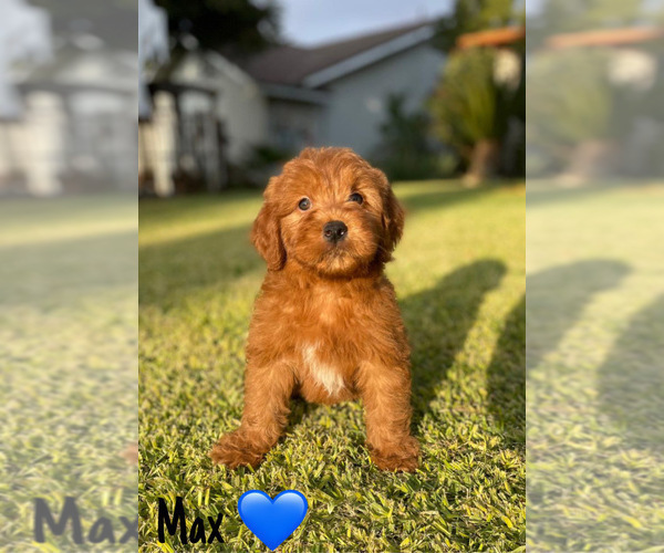 Medium Photo #3 Goldendoodle (Miniature) Puppy For Sale in BAKERSFIELD, CA, USA