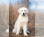 Small #4 Maremma Sheepdog