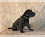 Small #6 Labrador Retriever