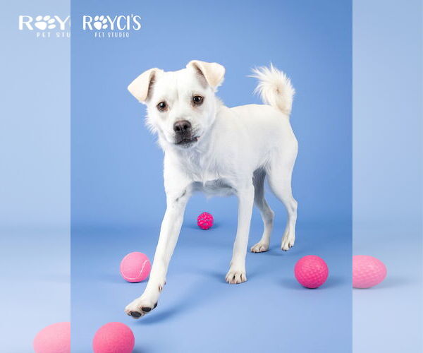 Medium Photo #5 Mutt Puppy For Sale in Sandy, UT, USA