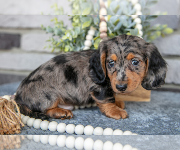 Medium Photo #13 Dachshund Puppy For Sale in TOPEKA, IN, USA