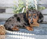 Small Photo #13 Dachshund Puppy For Sale in TOPEKA, IN, USA