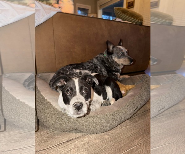 Medium Photo #11 Mutt Puppy For Sale in Sandy, UT, USA