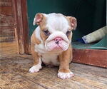 Small #3 English Bulldog
