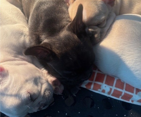 Medium Photo #12 Faux Frenchbo Bulldog-French Bulldog Mix Puppy For Sale in MOUNDRIDGE, KS, USA