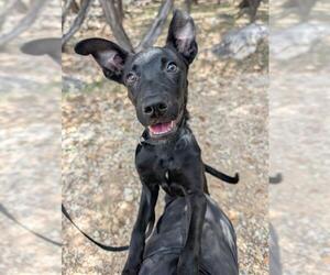 Labrador Retriever-Unknown Mix Dogs for adoption in San Antonio, TX, USA