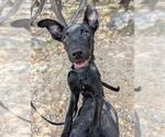 Small Labrador Retriever Mix