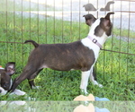 Small #9 Boston Terrier