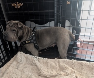 Mother of the Chinese Shar-Pei puppies born on 07/09/2026