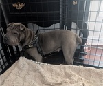 Small Photo #1 Chinese Shar-Pei Puppy For Sale in MOUNT ULLA, NC, USA