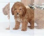 Small Photo #1 Goldendoodle-Poodle (Miniature) Mix Puppy For Sale in ITASCA, TX, USA