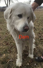 Mother of the Great Pyrenees puppies born on 02/11/2017