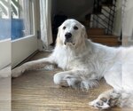 Small Photo #4 Great Pyrenees Puppy For Sale in Garland, TX, USA