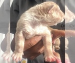 Puppy Sandy American Bully