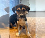 Small #21 Siberian Husky Mix