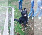 Small Photo #7 German Shepherd Dog Puppy For Sale in BEAVERDAM, VA, USA