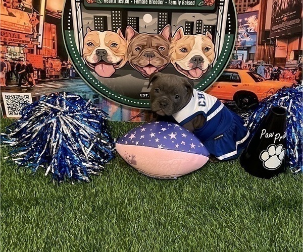 Medium Photo #2 American Bully Puppy For Sale in WOLCOTT, CT, USA
