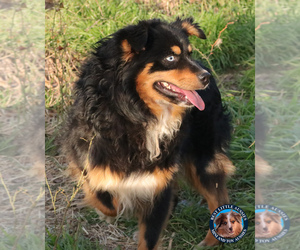 Father of the Miniature Australian Shepherd puppies born on 03/15/2023