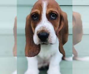Basset Hound Puppy for sale in FAIRVIEW, NC, USA