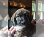 Small #1 Mutt