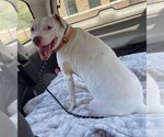 Small #3 American Pit Bull Terrier Mix