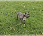Small #4 American Pit Bull Terrier Mix