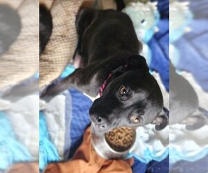 Jupiter - Female Labrador Retriever-Unknown Mix Dog for Adoption - Photo #6