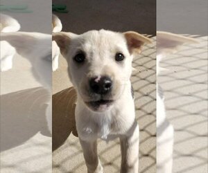Labrador Retriever-Unknown Mix Dogs for adoption in Rustburg, VA, USA
