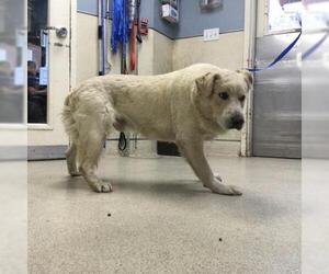 Great Pyrenees Dogs for adoption in Riverside, CA, USA