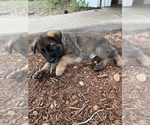 Small Photo #9 German Shepherd Dog Puppy For Sale in GRAND ISLAND, FL, USA
