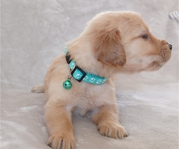 Medium Photo #2 Golden Retriever Puppy For Sale in EARLY BRANCH, SC, USA