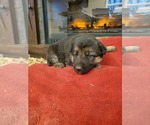 Small Photo #2 German Shepherd Dog Puppy For Sale in ELMA, IA, USA