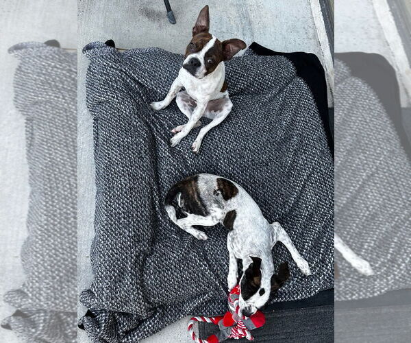 Medium Photo #5 Boston Terrier-Unknown Mix Puppy For Sale in Huntington Beach, CA, USA