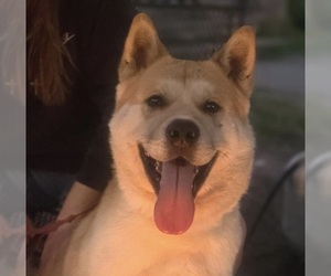 Father of the Akita puppies born on 06/22/2025