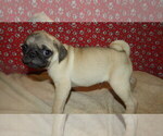 Puppy Jose Pug