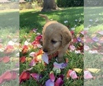 Small Photo #19 Labradoodle Puppy For Sale in DURHAM, CA, USA