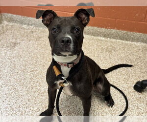 Mutt Dogs for adoption in Pueblo, CO, USA
