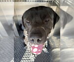 TYSON - Male Mastador Dog for Adoption - Small photo