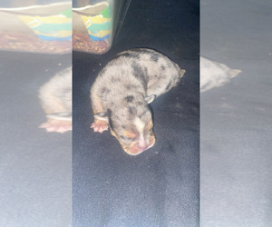 Bulldog Puppy for sale in HOUMA, LA, USA