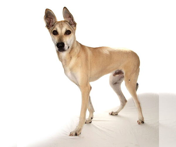 Medium Photo #4 Greyhound-Unknown Mix Puppy For Sale in Oakland Park, FL, USA