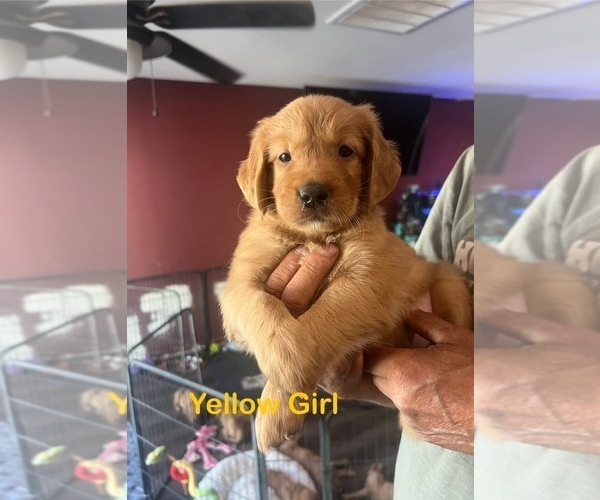 Medium Photo #13 Golden Retriever Puppy For Sale in FRESNO, CA, USA