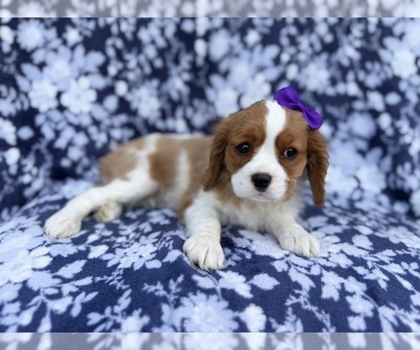 Medium Photo #5 Cavalier King Charles Spaniel Puppy For Sale in LAKELAND, FL, USA