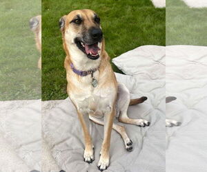 Mutt Dogs for adoption in Oro Medonte, Ontario, Canada