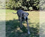 Small #4 Great Dane
