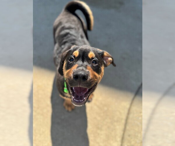 Medium Photo #2 English Mastweiler Puppy For Sale in Lawrenceville, NJ, USA