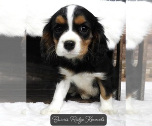 Cavalier King Charles Spaniel Puppy for Sale in CARLISLE, Kentucky USA